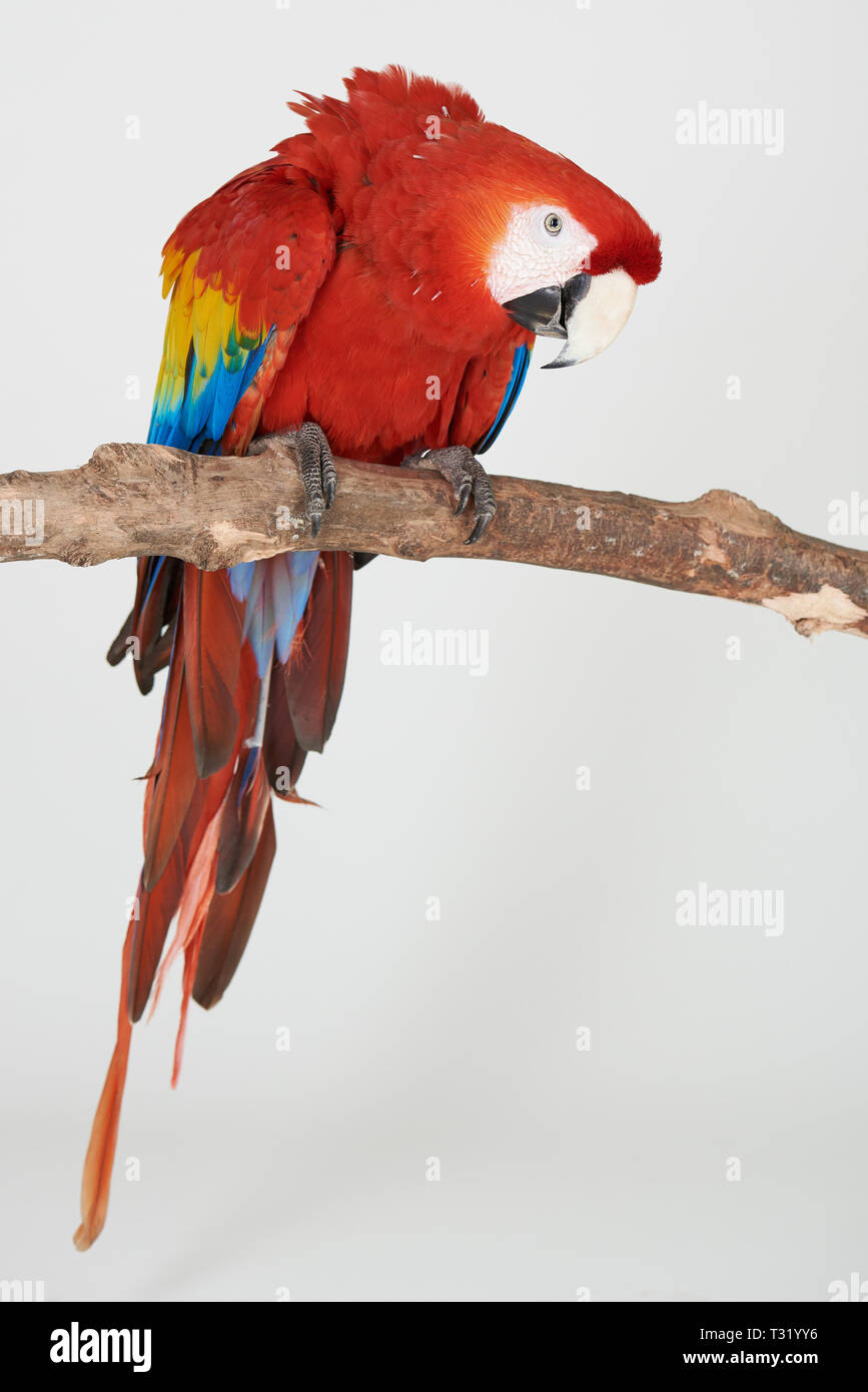 Red parrot on tree branch isolated on white studio background Stock Photo