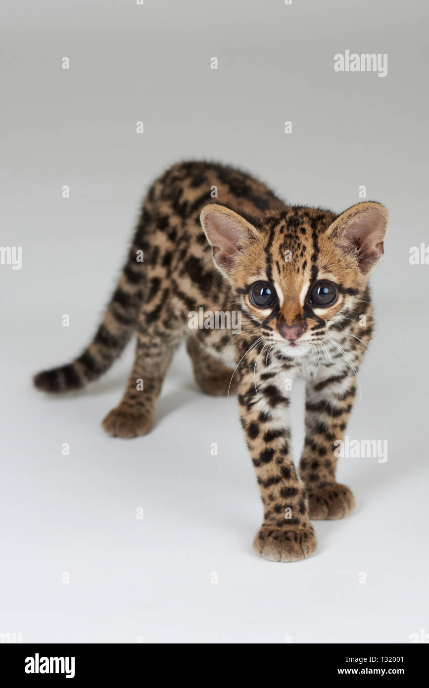 Cute wild baby cat stand isolated on white background Stock Photo