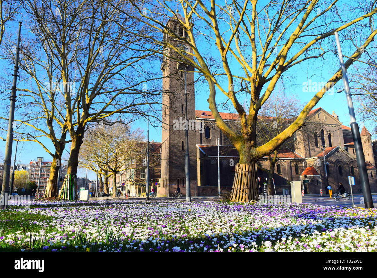 amsterdam - old church and purple krokus flowers.march 2019. Stock Photo