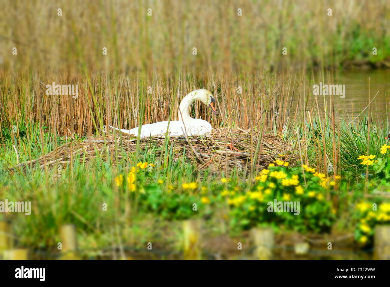 swan on nest in amsterdam park with flowers. Stock Photo