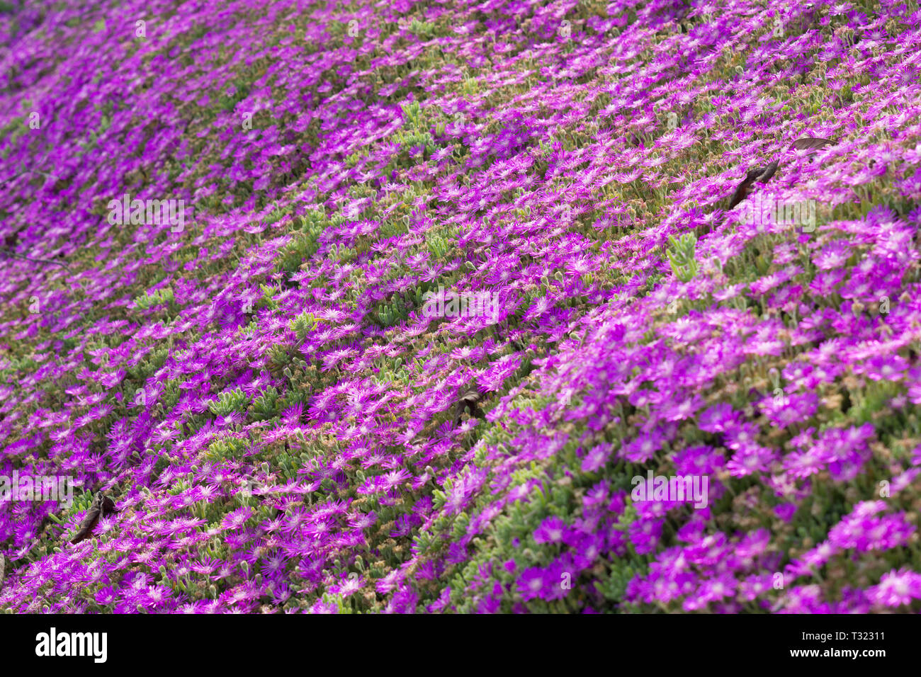 Wildflower super bloom field hi-res stock photography and images - Alamy