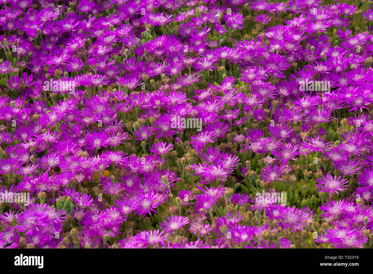 Wildflower super bloom field hi-res stock photography and images - Alamy
