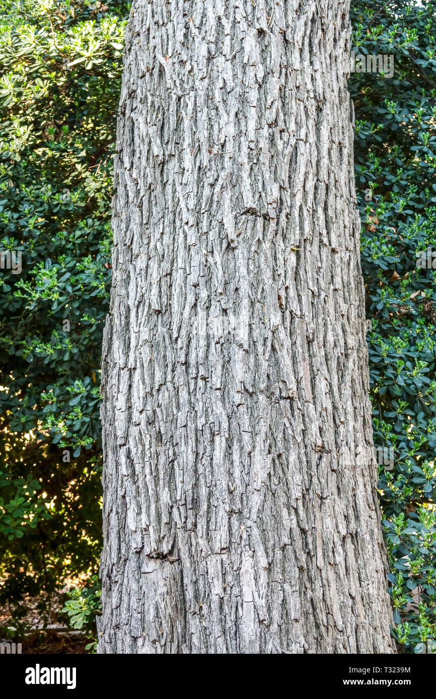 Rosewood tree, Tipuana tipu, Tree bark texture, Tree trunk Stock Photo