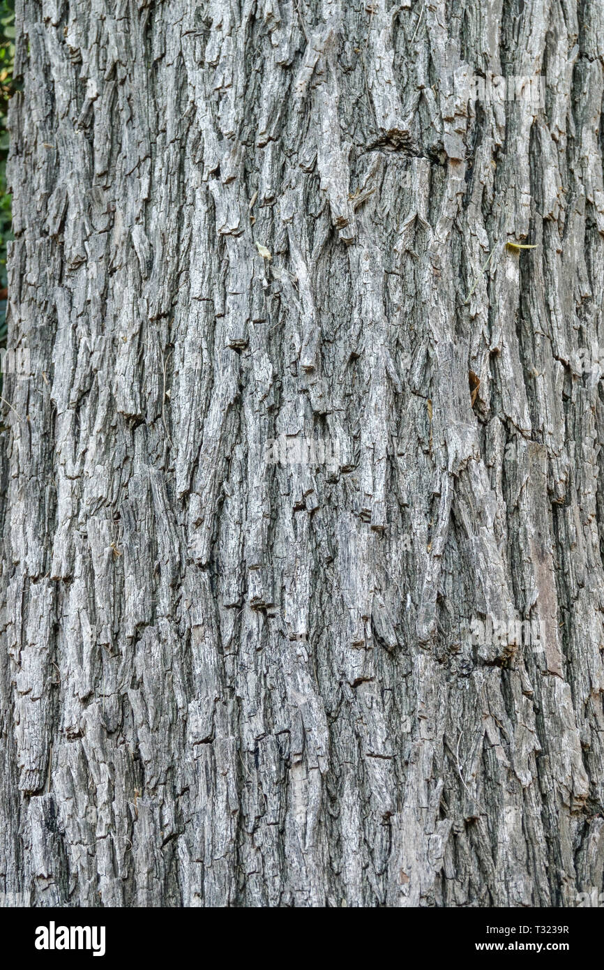 Rosewood, Tipuana tipu, Tree bark texture, Tree trunk Stock Photo