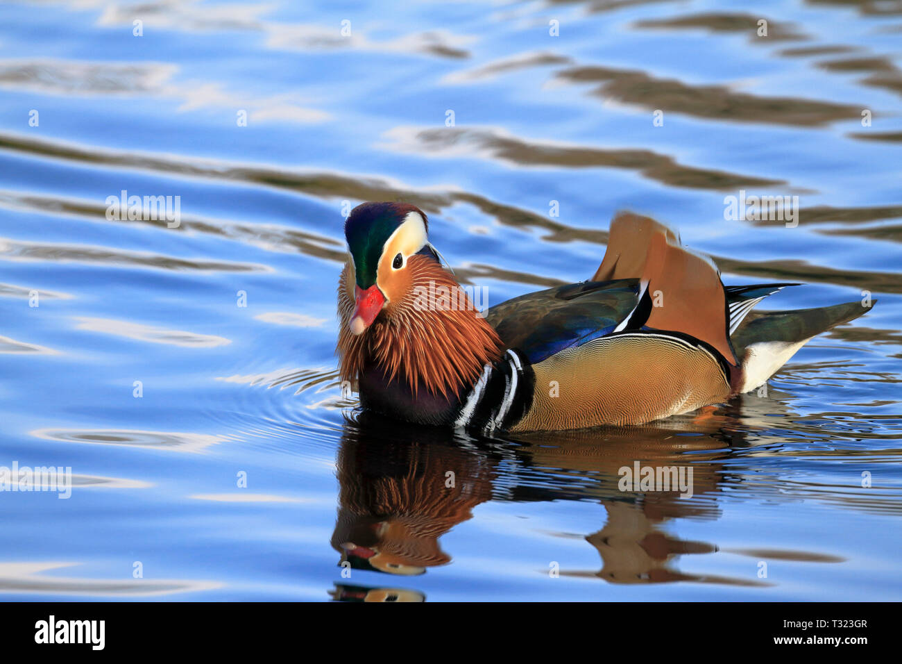 Male Mandarin duck, Aix galericulata on a lake in spring, England, UK. Stock Photo