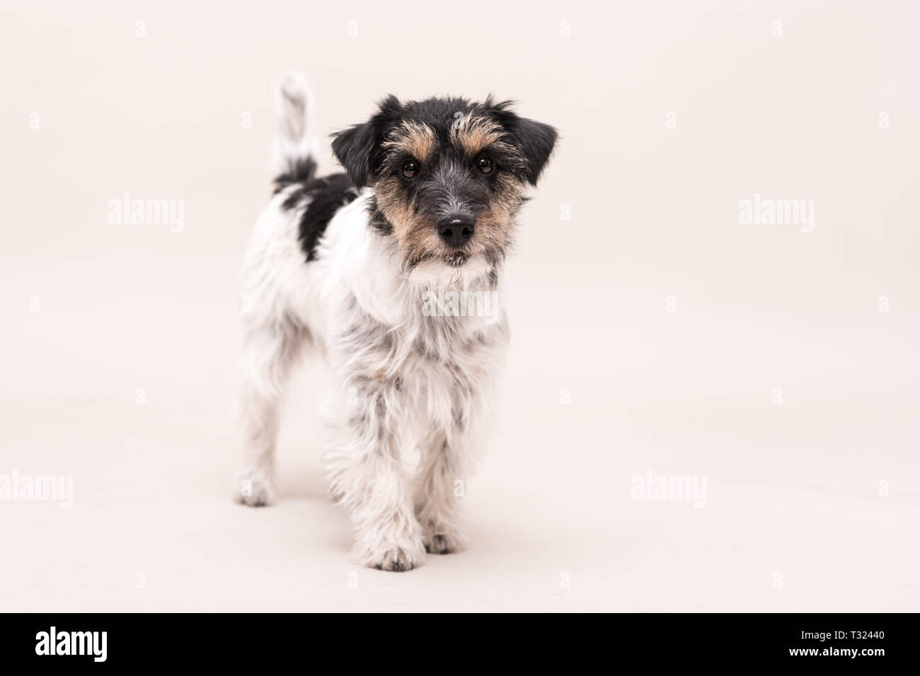 rough haired terrier