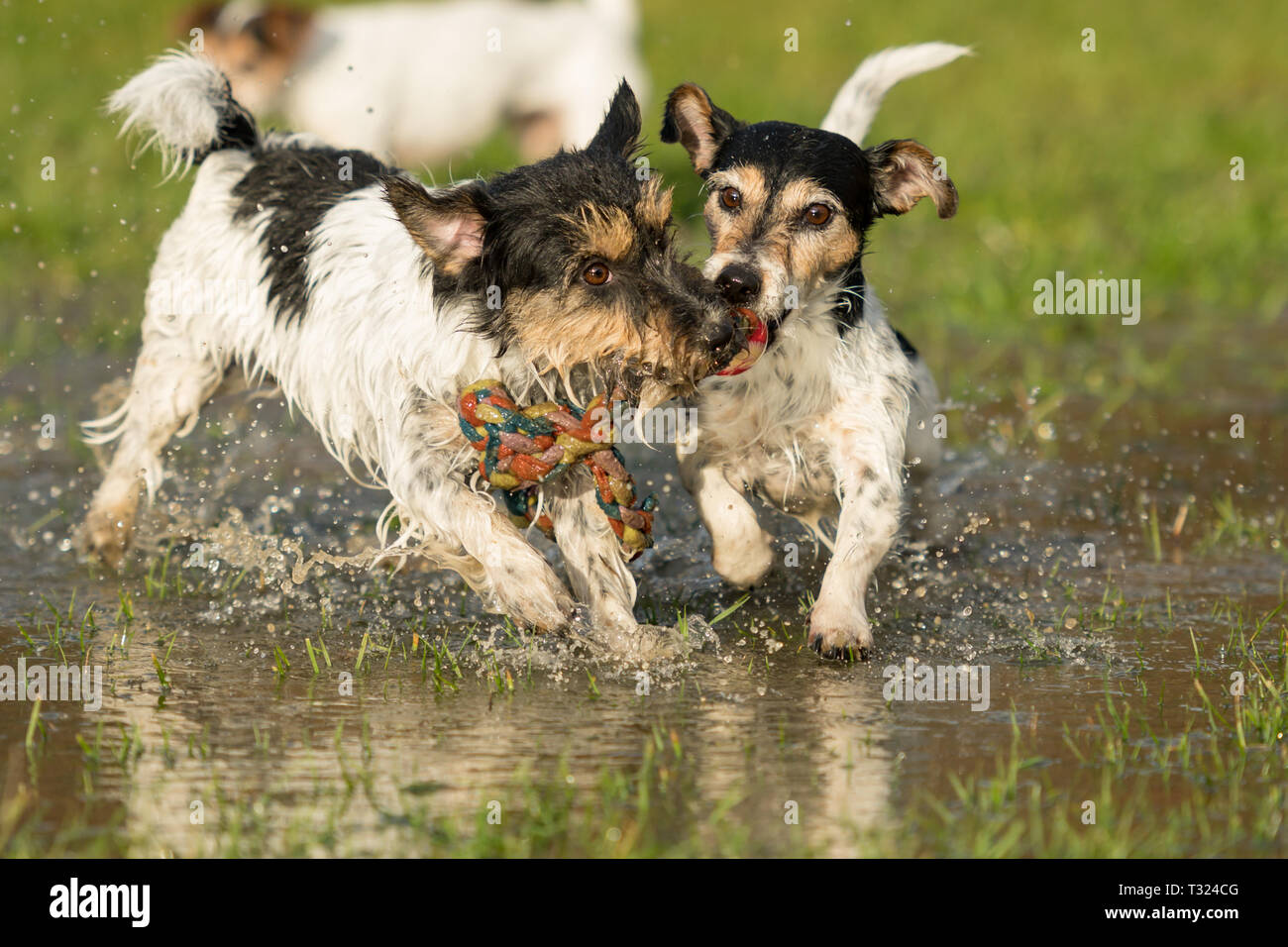 Cute Dogs Playing