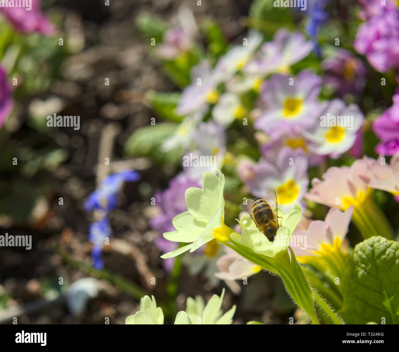 Bee searching for nectar in a yellow primel (primula). Stock Photo