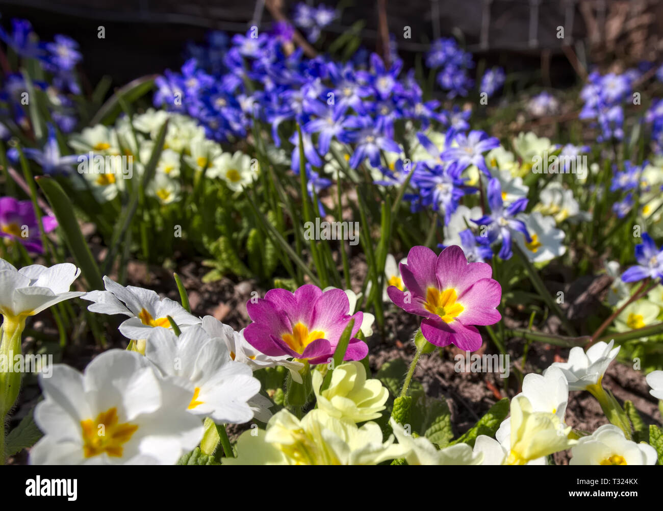 Close up of colorful spring flower field (Primel, siberian squill). Stock Photo