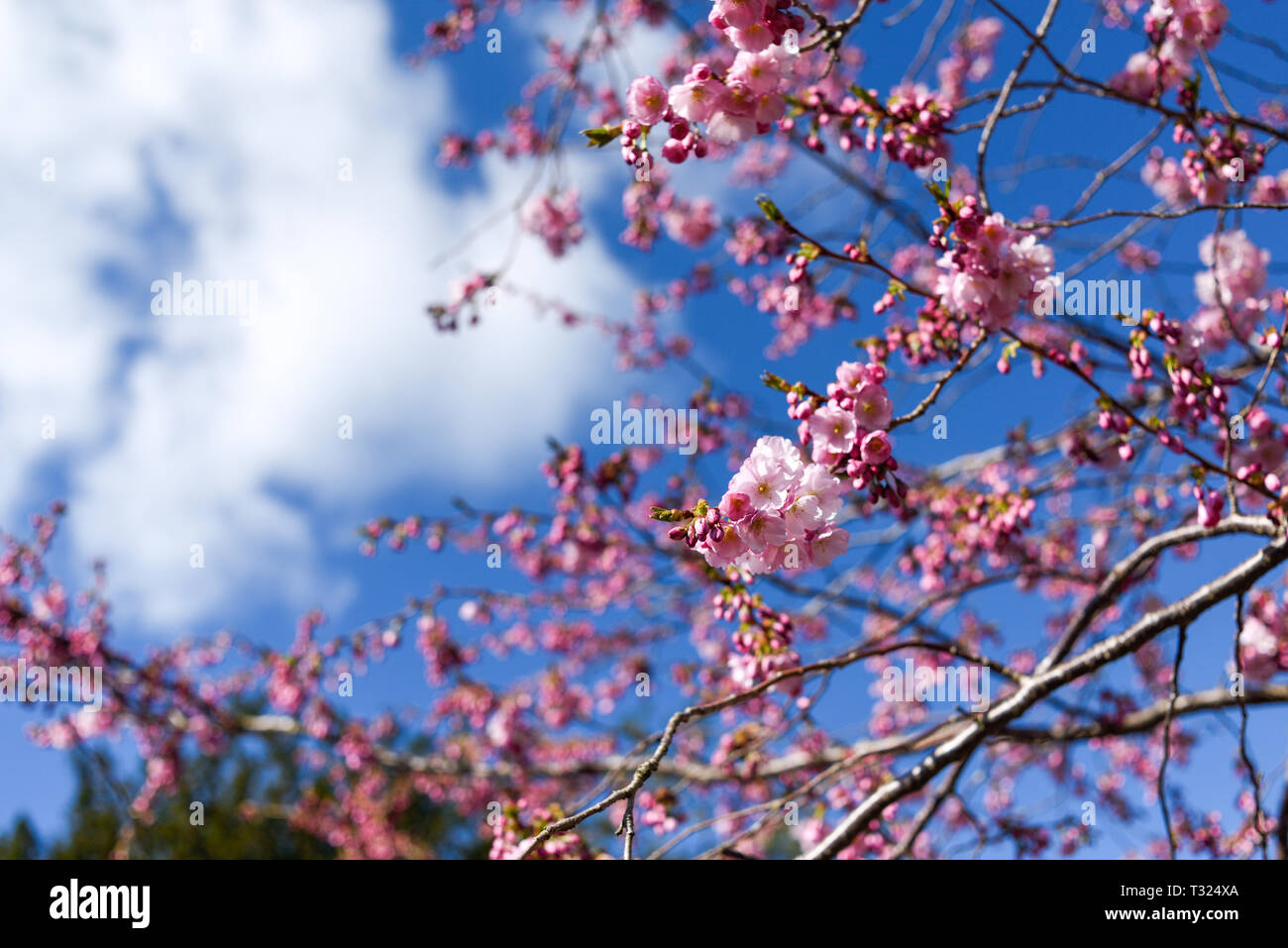 Pink Cherry Blossom in Springtime, Stock Photo