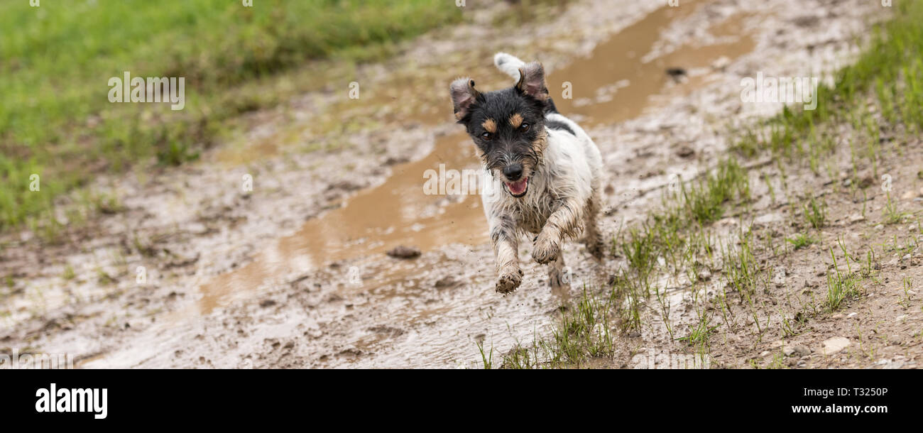 how fast can a jack russell run