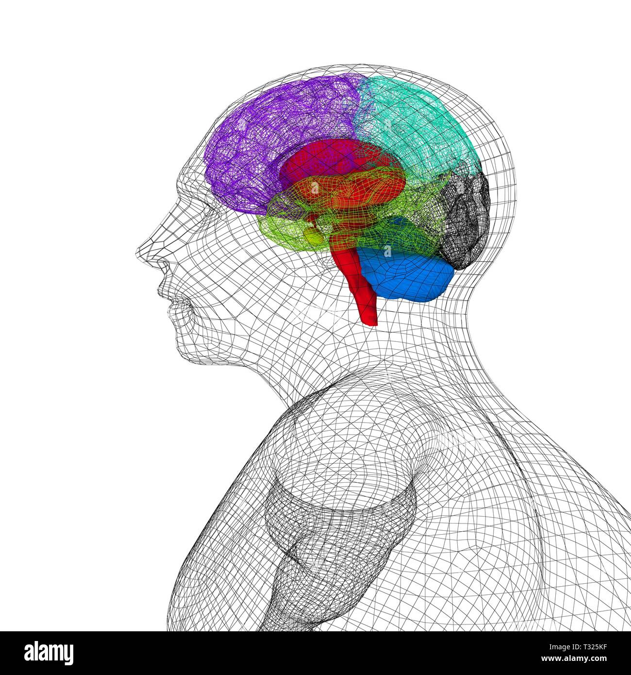Wire human head model with brain. 3d render Stock Photo - Alamy