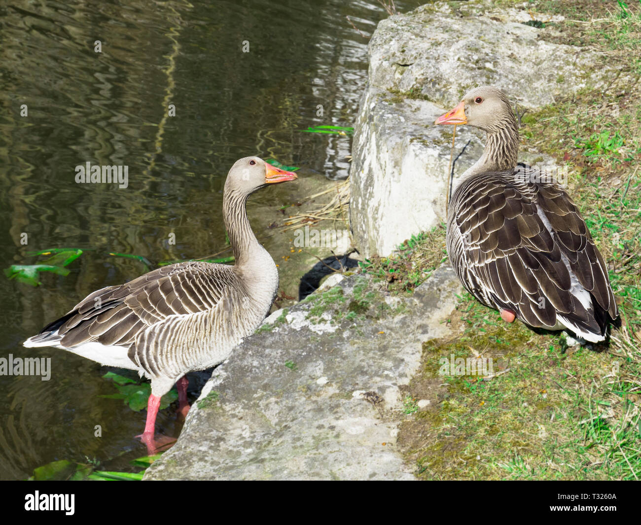 Water reflection face hi-res stock photography and images - Alamy