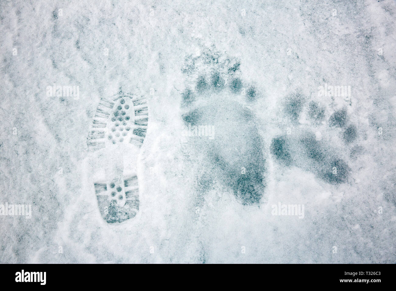 Footprint of Polar Bear, Ursus maritimus, Spitsbergen, Arctic Ocean, Norway Stock Photo
