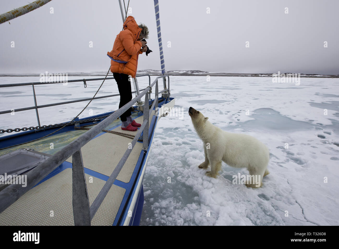 Curious Polar Bear, Ursus maritimus, Spitsbergen, Arctic Ocean, Norway Stock Photo