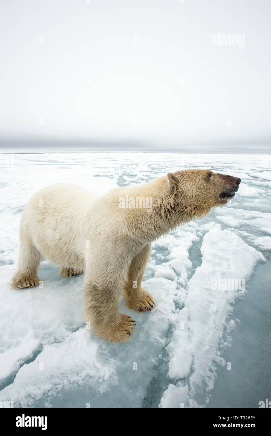 Polar Bear, Ursus maritimus, Spitsbergen, Arctic Ocean, Norway Stock Photo