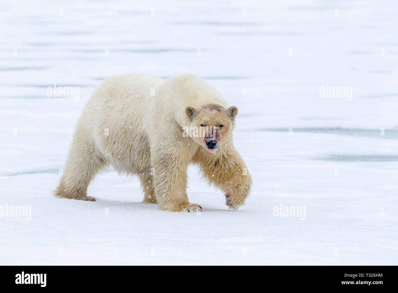Polar Bear, Ursus maritimus, Spitsbergen, Arctic Ocean, Norway Stock Photo