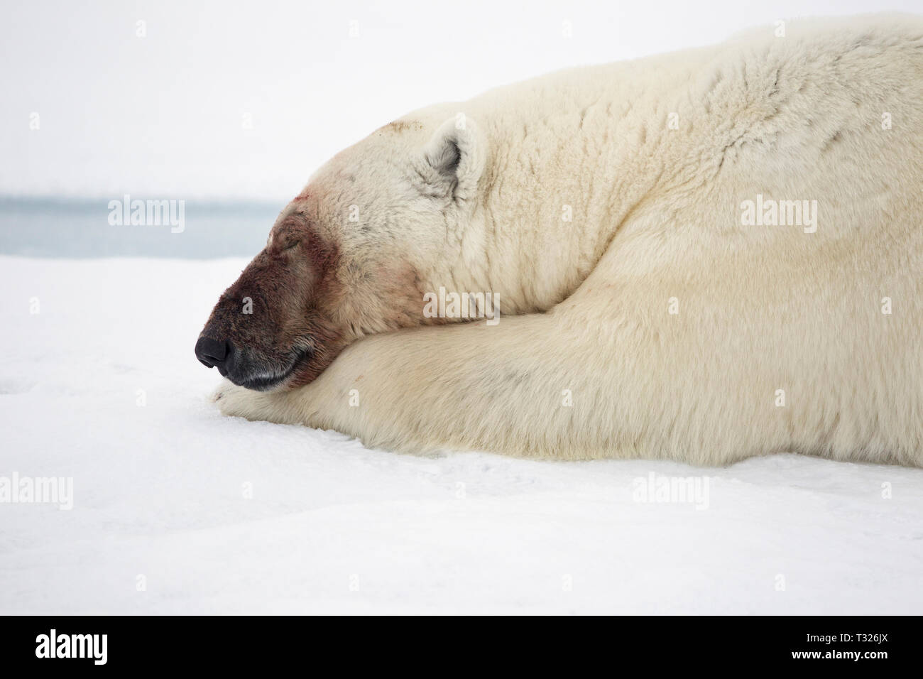 Sleeping Polar Bear, Ursus maritimus, Spitsbergen, Arctic Ocean, Norway Stock Photo