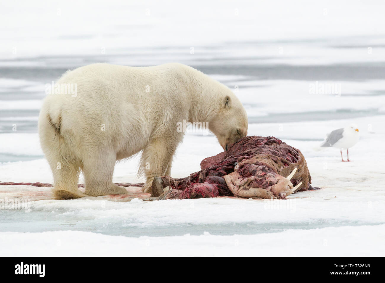 Polar Bear feeding dead Walrus, Ursus maritimus, Spitsbergen, Arctic Ocean, Norway Stock Photo