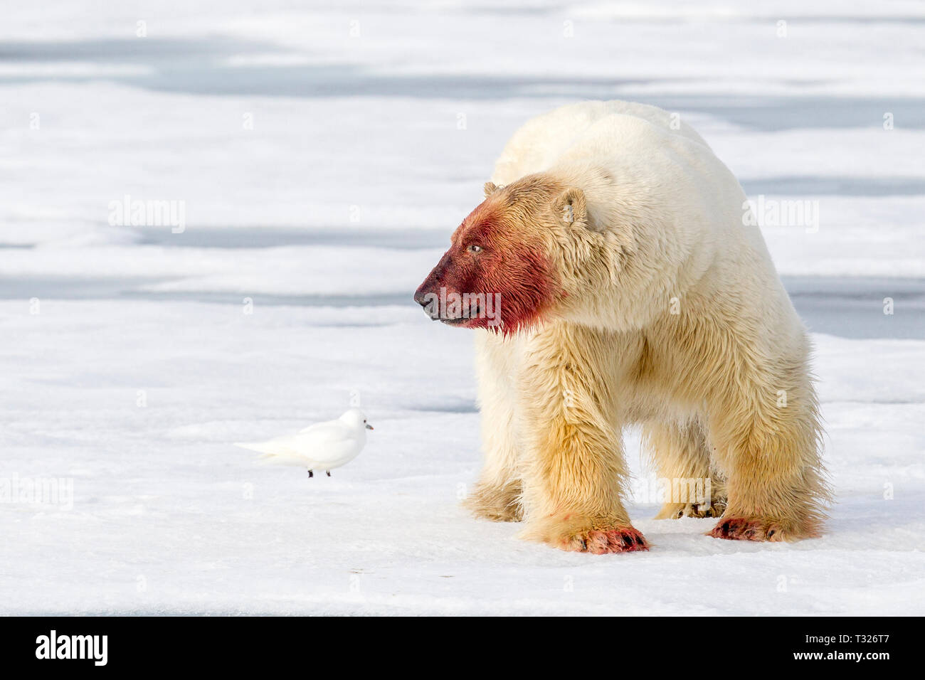 Polar Bear after feeding on Walrus, Ursus maritimus, Spitsbergen, Arctic Ocean, Norway Stock Photo