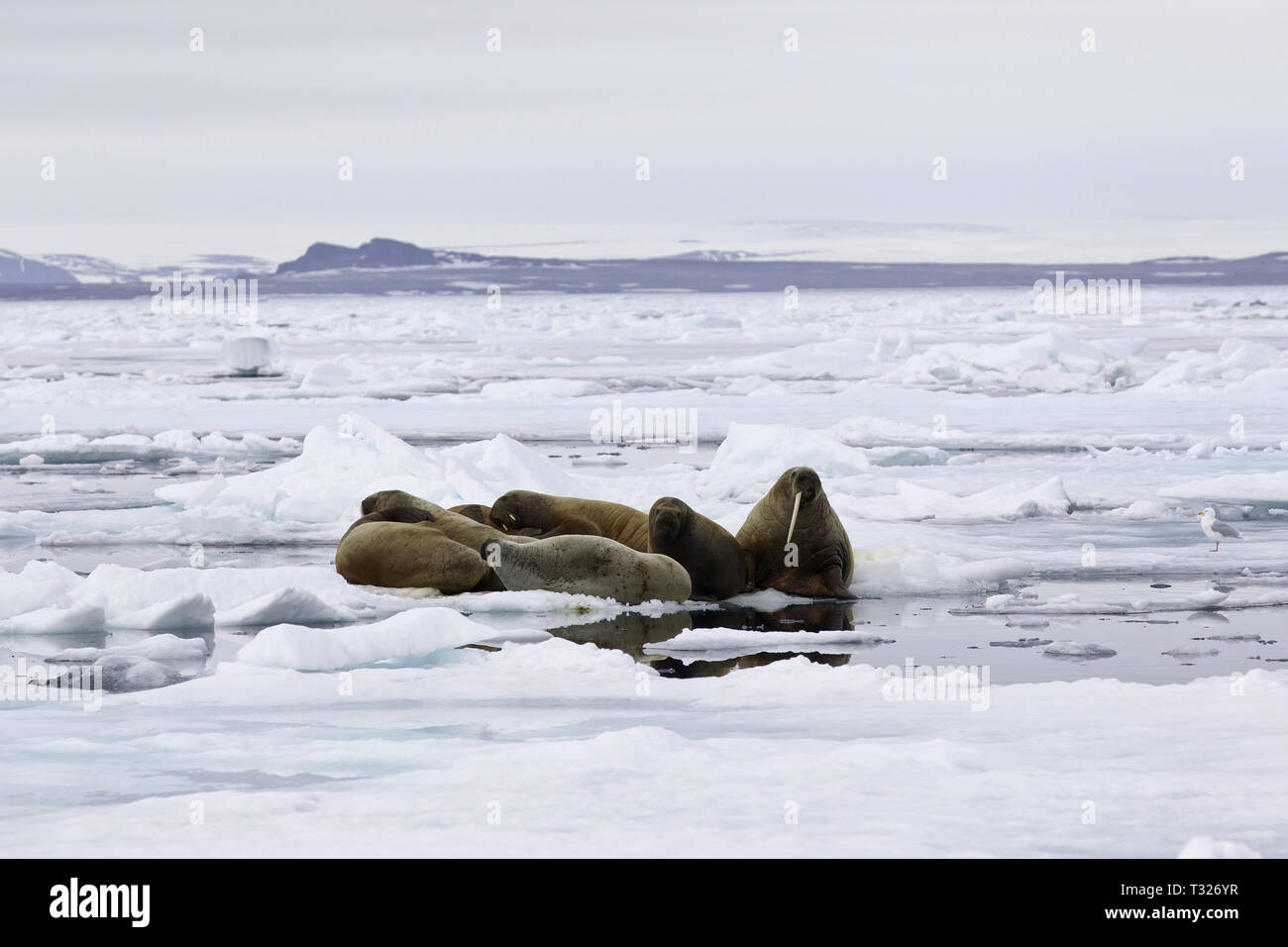 Group of Atlantic Walrus, Odobenus rosmarus, Spitsbergen, Arctic Ocean, Norway Stock Photo
