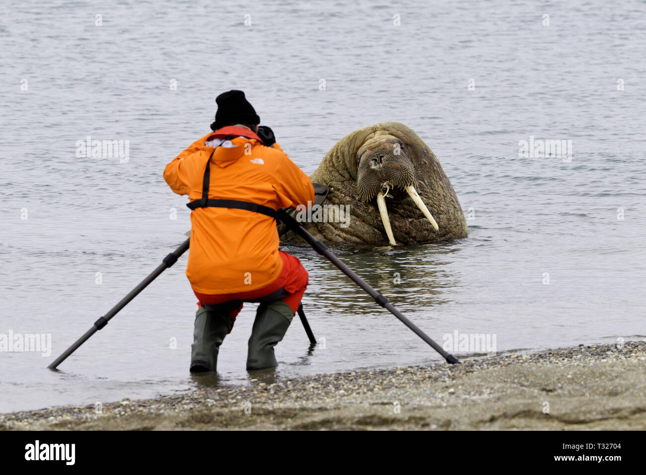 Photographer taking picture of Atlantic Walrus, Odobenus rosmarus, Spitsbergen, Arctic Ocean, Norway Stock Photo