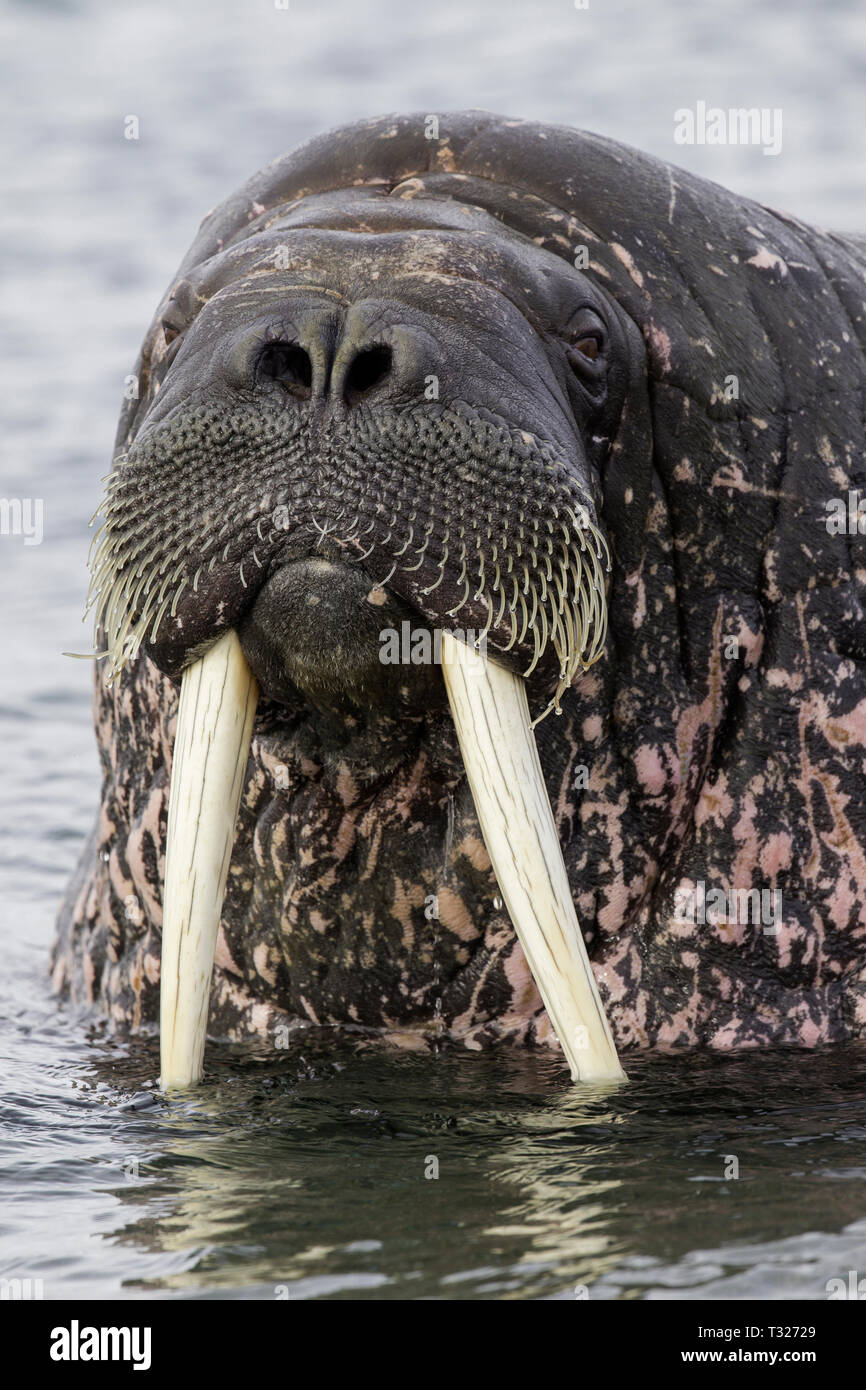 Atlantic Walrus, Odobenus rosmarus, Spitsbergen, Arctic Ocean, Norway Stock Photo