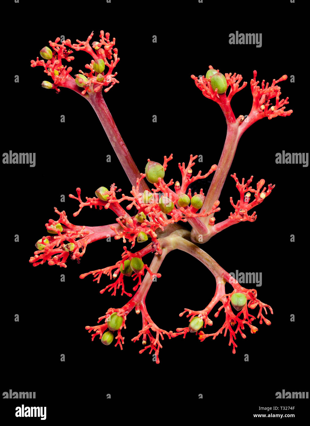 Jatropha sp. (Euphorbiaceae), native to Mexico and Subtropical America. Jatropha is commonly cultivated in the tropics as ornamental plants. Stock Photo