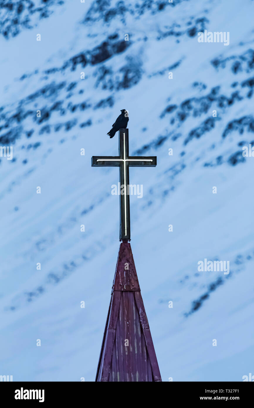 Common Raven, Corvus corax, on an illuminated cross atop a church steeple in Flateyri, Iceland Stock Photo