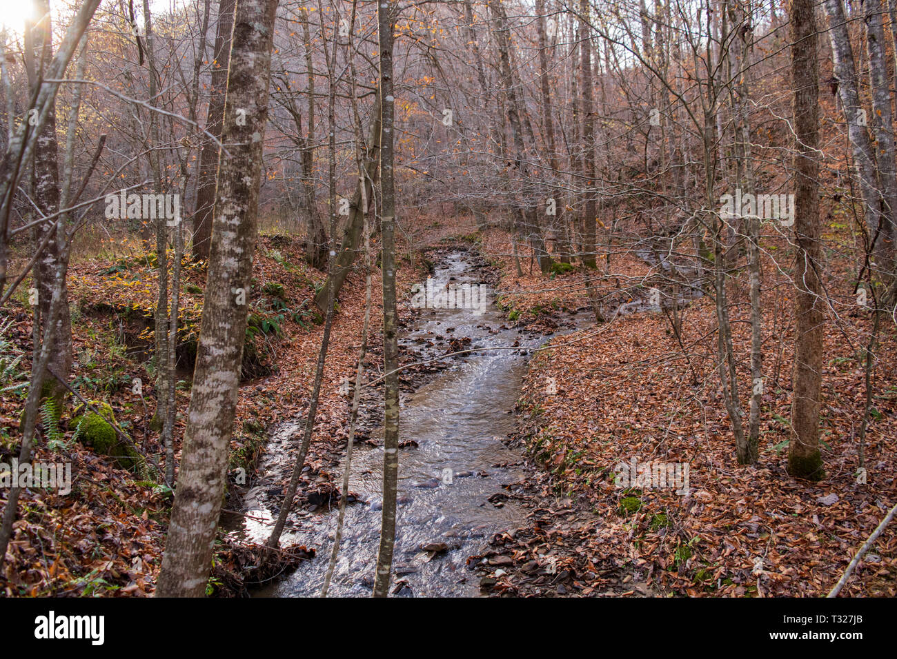 Stream in Duck, West Virginia Stock Photo
