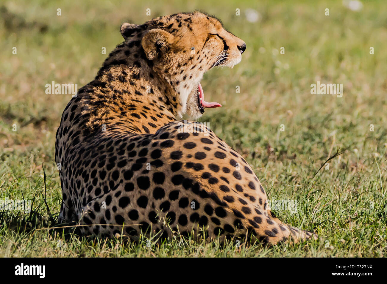 A Cheetah with mouth wide open Stock Photo
