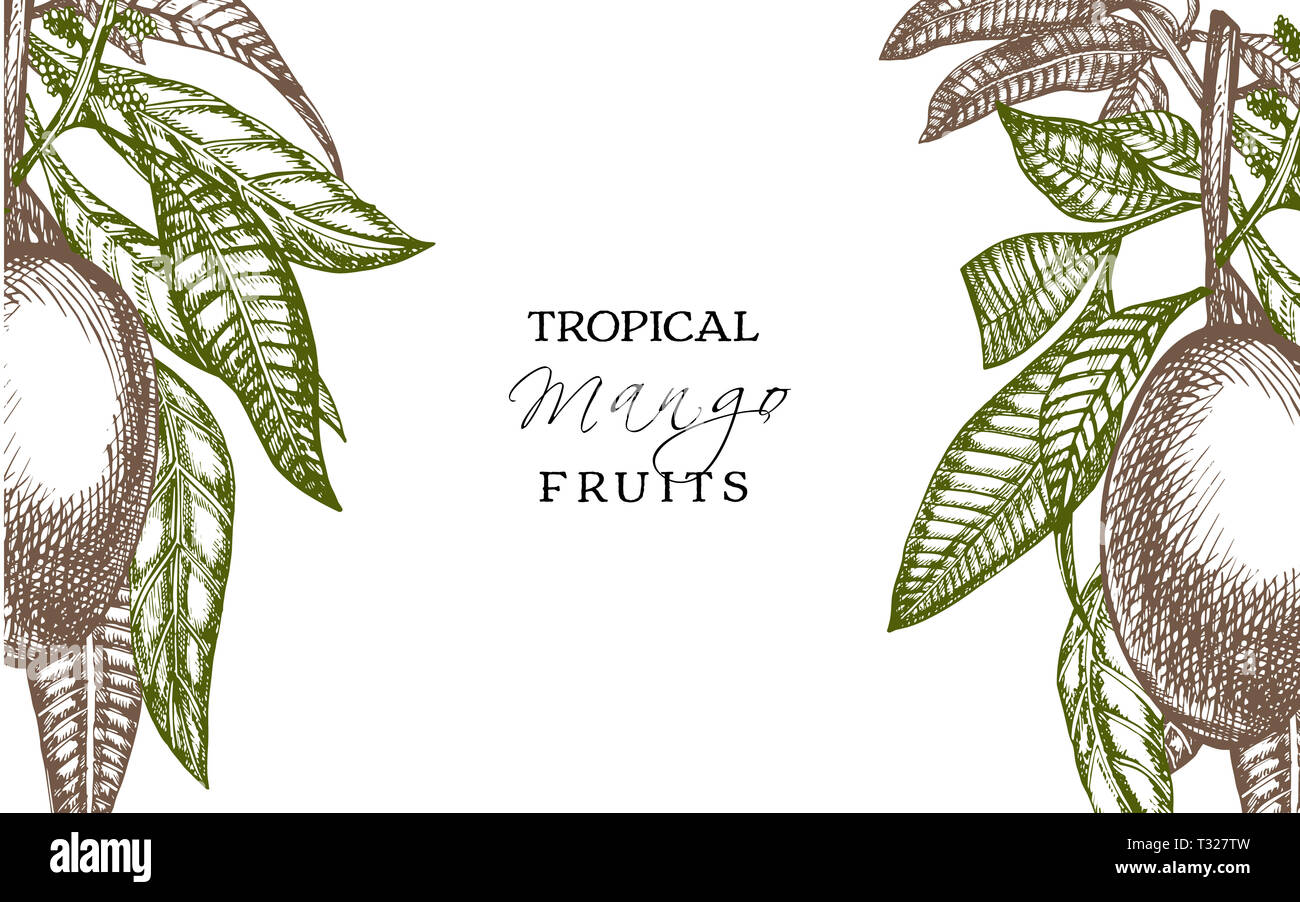 Mango tree vintage design template. Botanical mango fruit frame ...