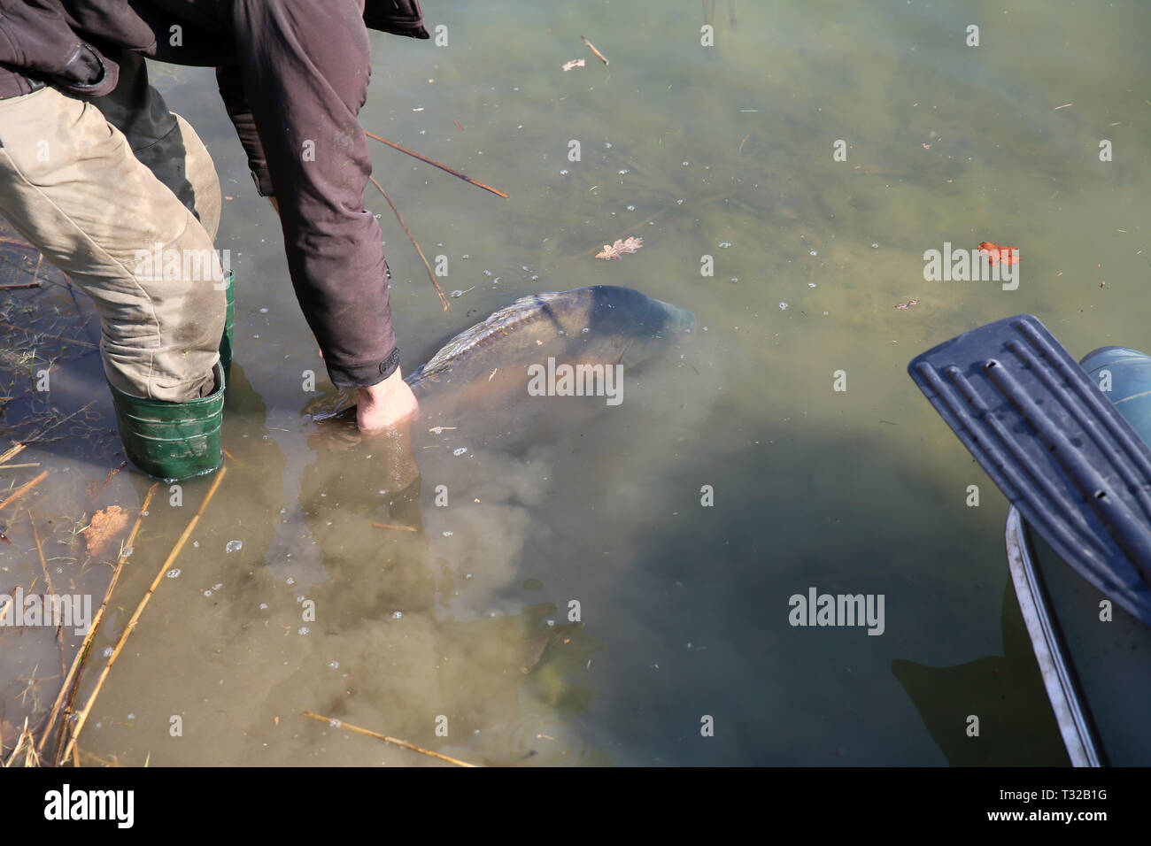 Carp is an atracine fish for the angler Stock Photo