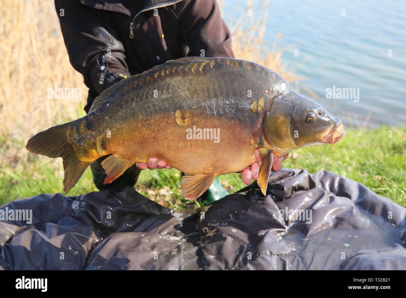 Carp is an atracine fish for the angler Stock Photo