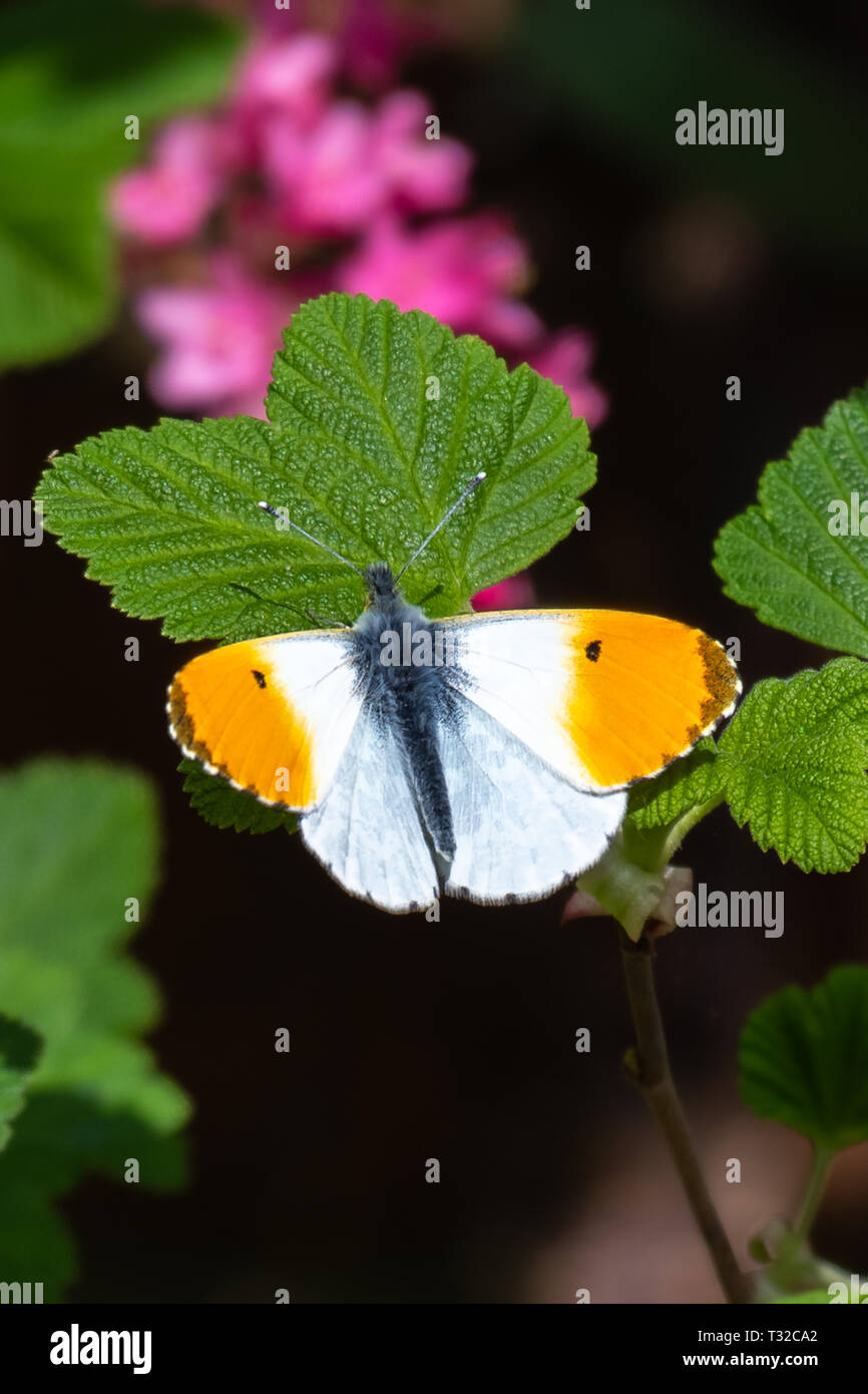 Orange-tip butterfly male (Anthocharis cardamines) Stock Photo