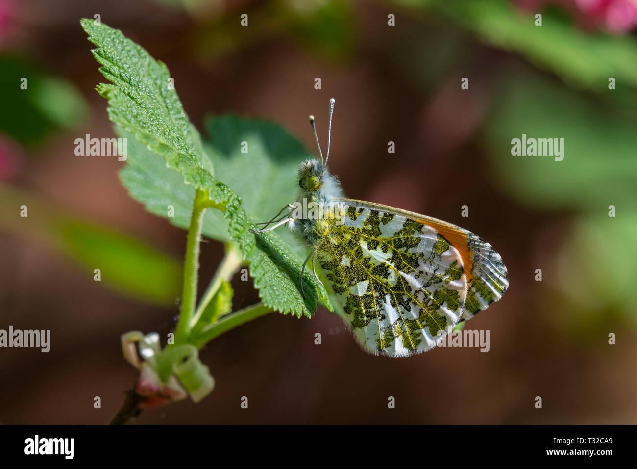 Orange-tip butterfly male (Anthocharis cardamines) underwing Stock Photo