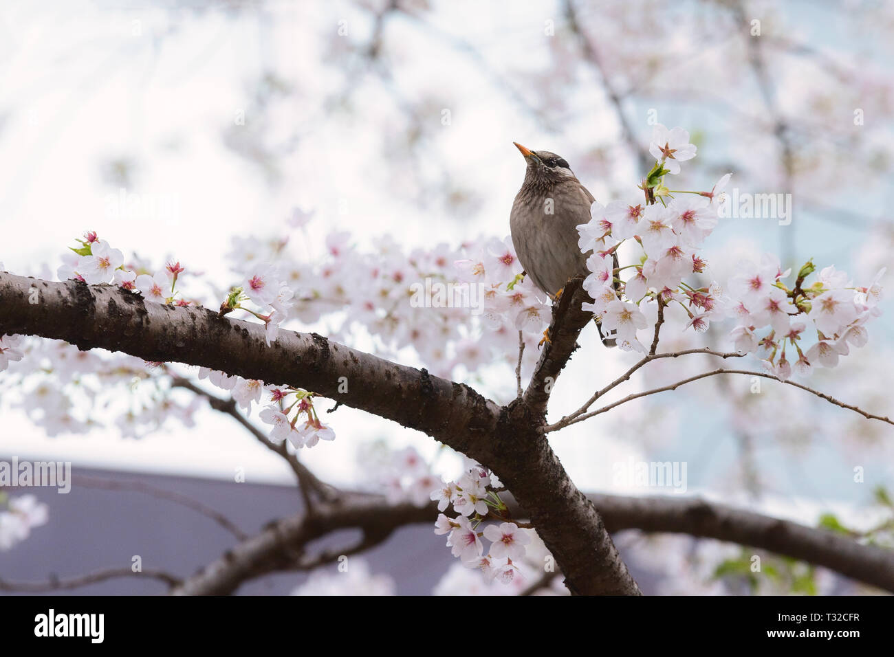 A Starling bird alone in the cherry blossoms in Tokyo. Stock Photo