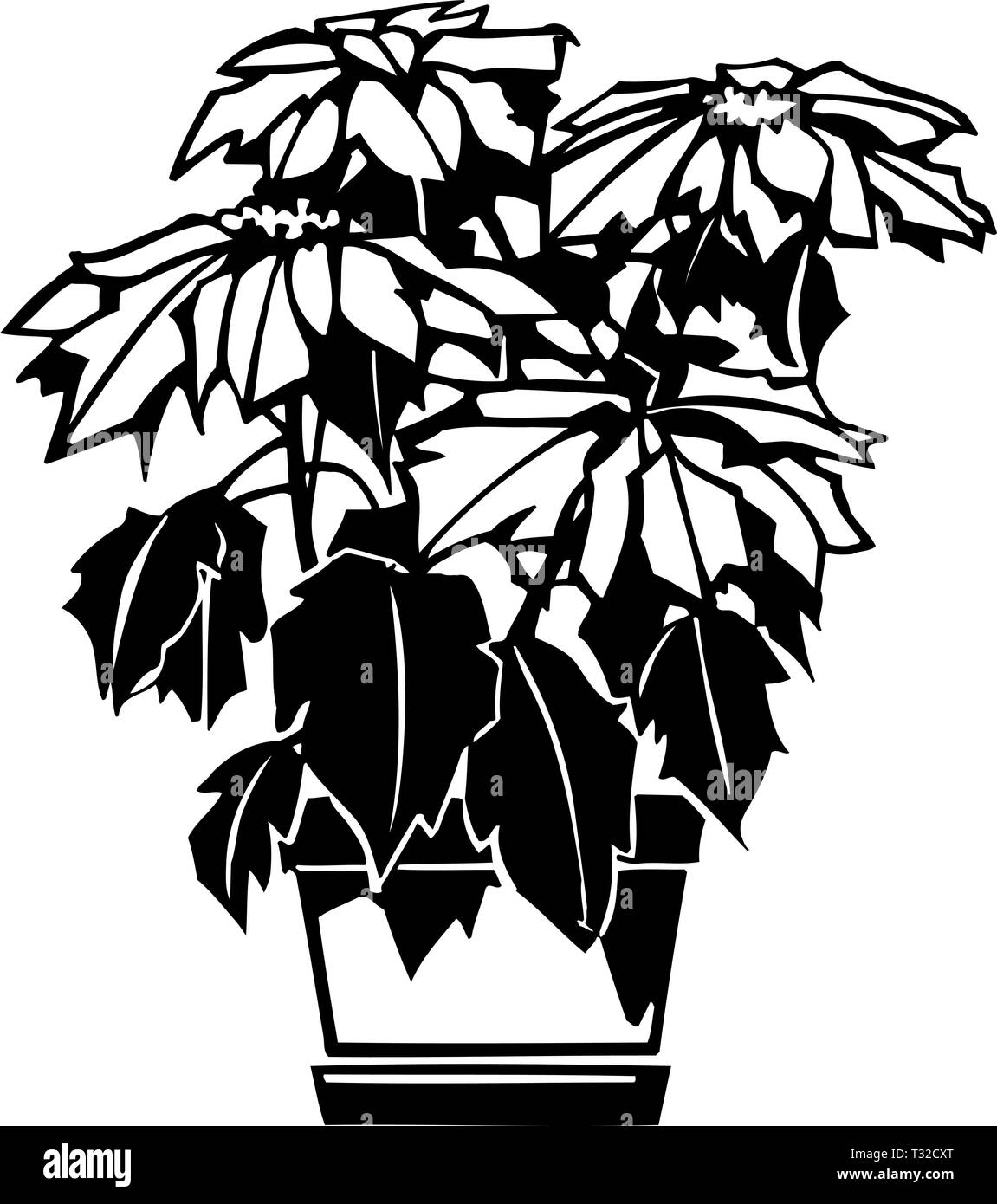 Poinsettia Plant Illustration Stock Vector