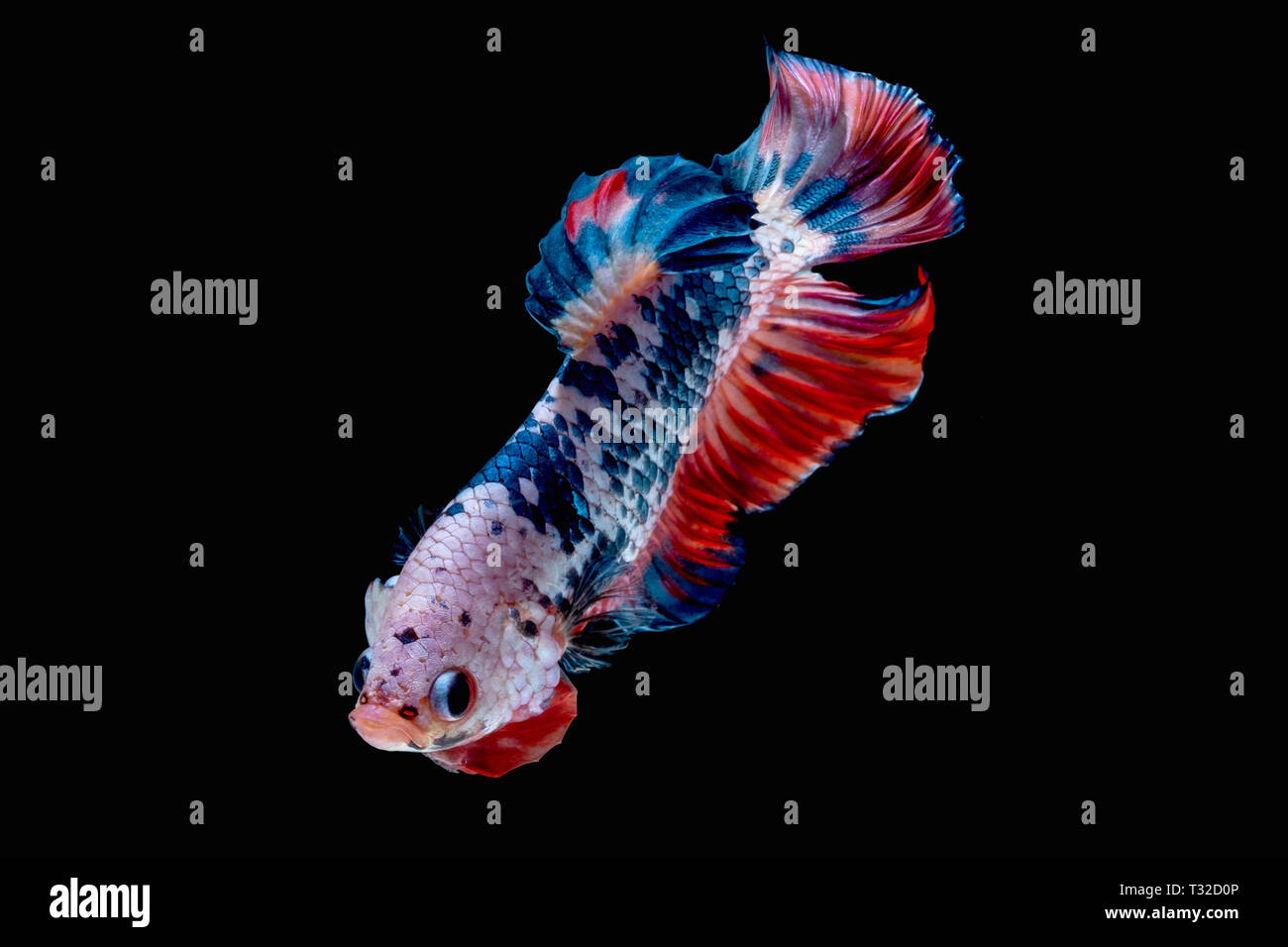 Betta fish Fight in the aquarium black blackground Stock Photo - Alamy