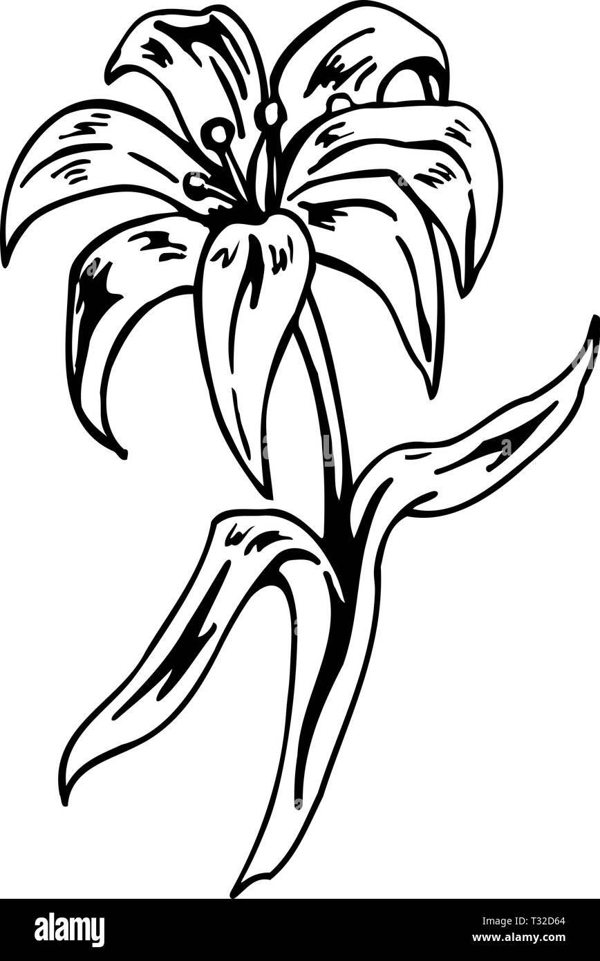 Easter Lily Vector Illustration Stock Vector Image & Art Alamy