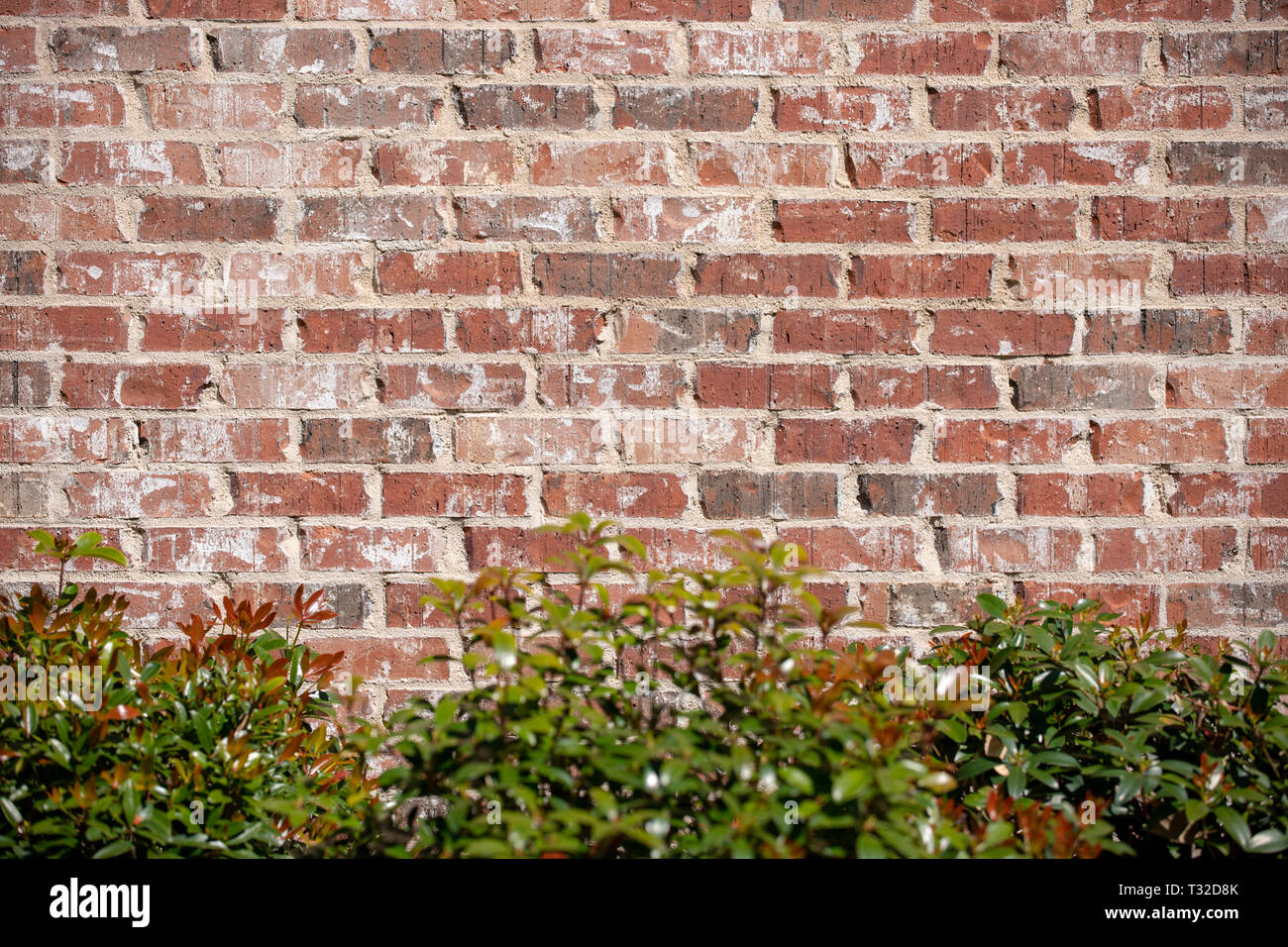 Brick wall background with green shrubs at the bottom, with copy space Stock Photo