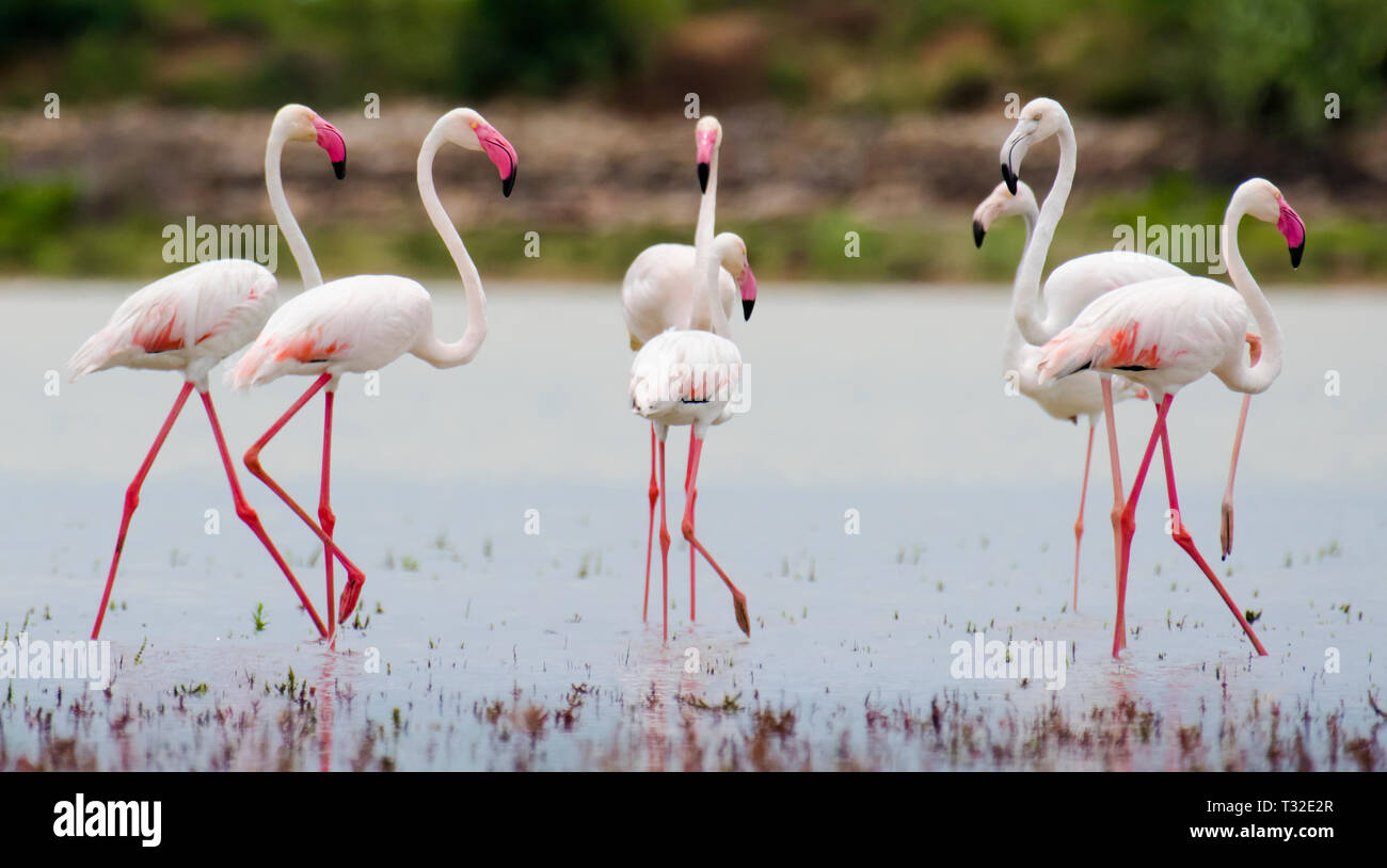The greater flamingo (Phoenicopterus roseus) is the most widespread and largest species of the flamingo family. Stock Photo