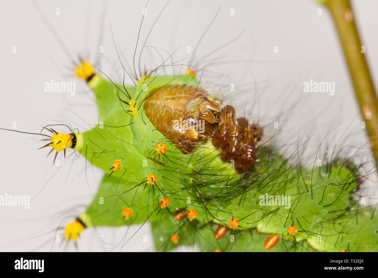 Indian moon moth caterpillar Stock Photo Alamy
