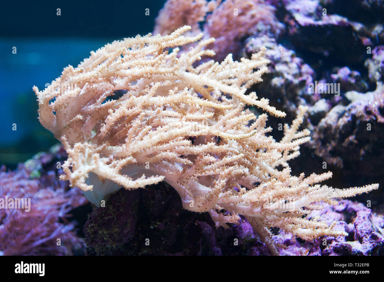 Beautiful live natural white coral in aquarium Stock Photo - Alamy