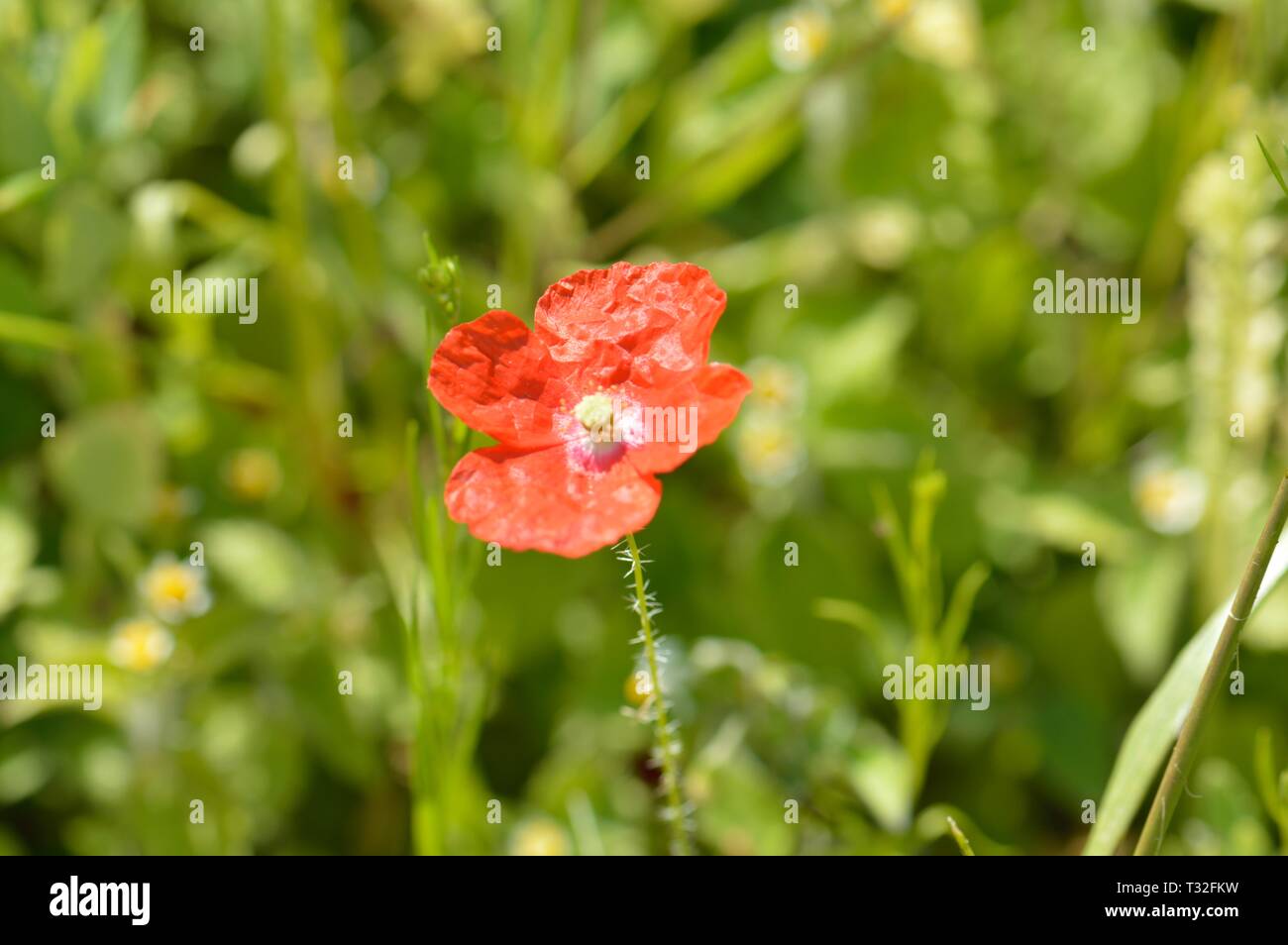 Annual wild flowers hi-res stock photography and images - Alamy