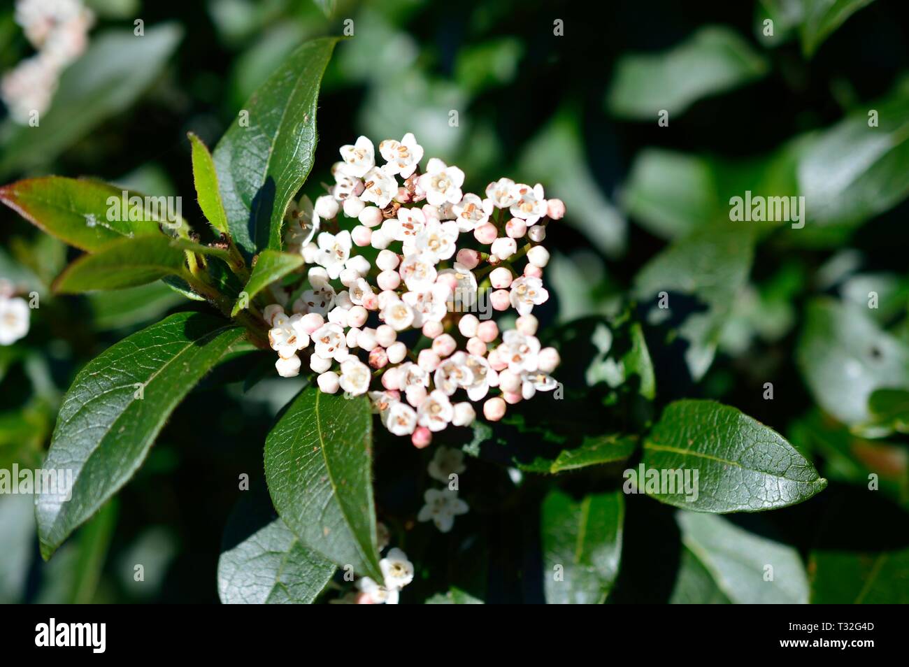 Gardening Airy Fairies June 2018