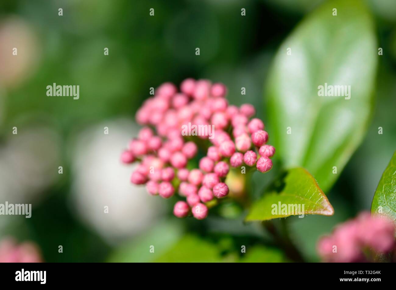 Viburnum Tinus Stock Photos Viburnum Tinus Stock Images Page 3