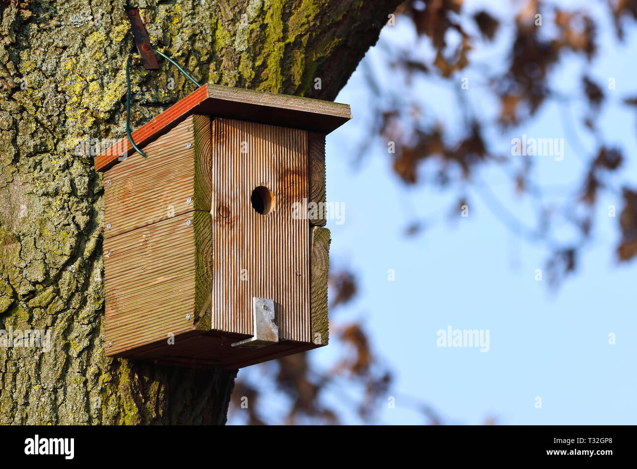 Nesting box in a tree, Nistkasten an einem Baum Stock Photo