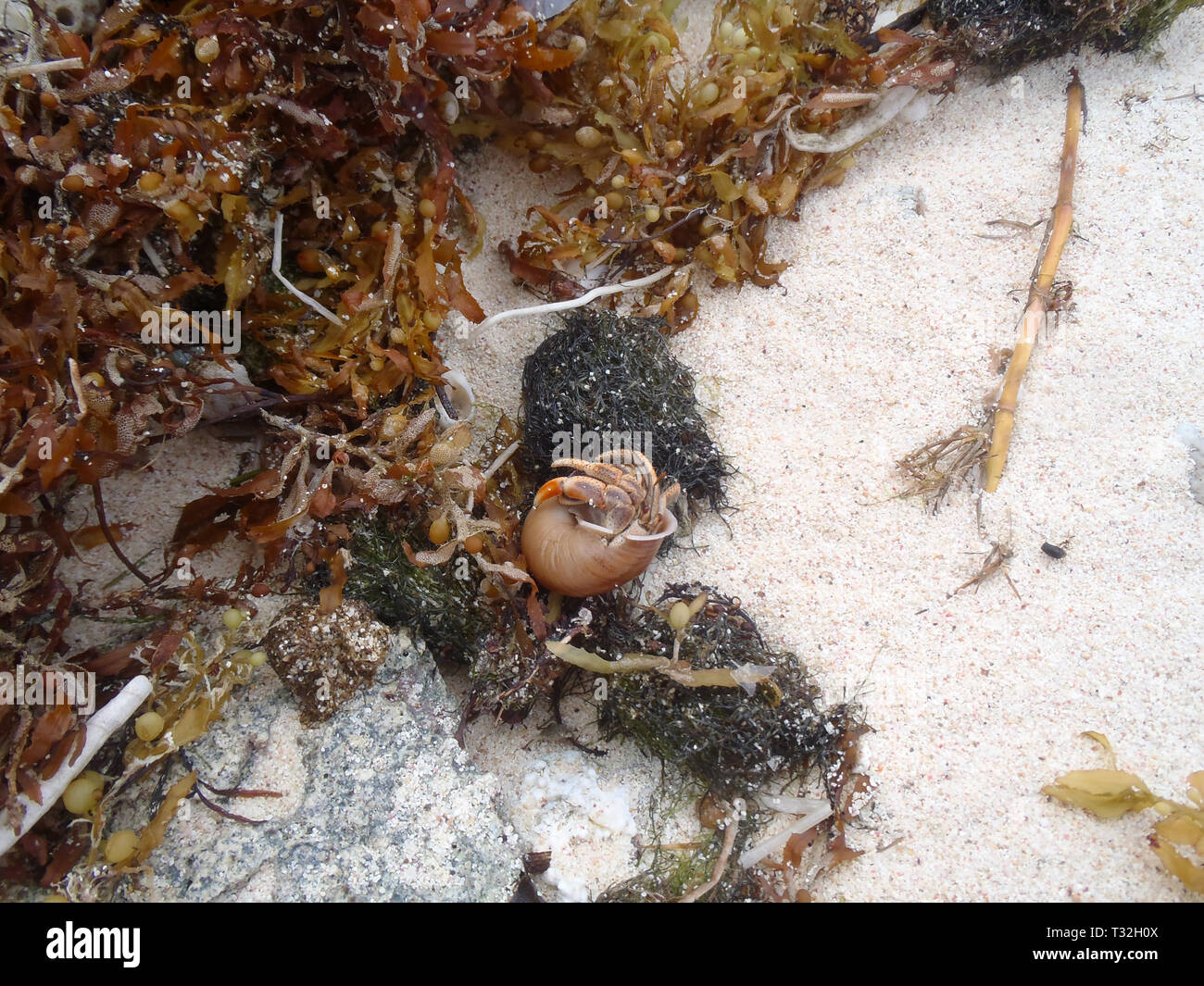 Hermit crab in shell Stock Photo - Alamy