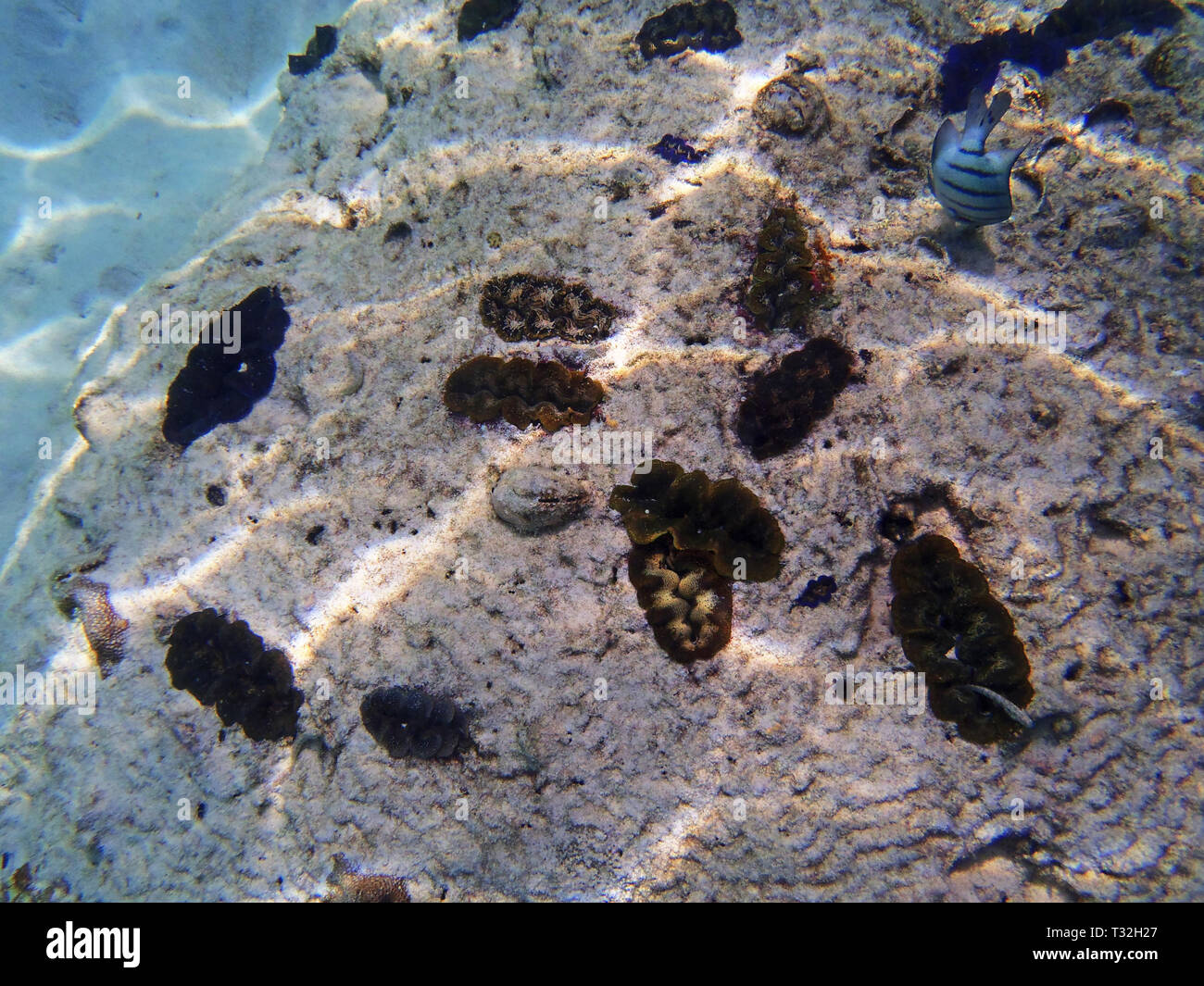 Group of Giant Clams, Tridacna maxima Stock Photo Alamy